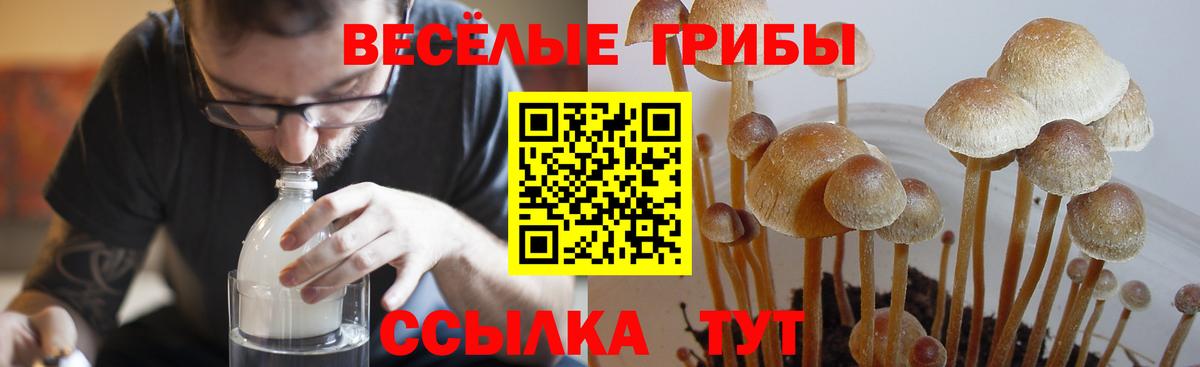Псилоцибиновые грибы Cubensis  Псилоцибиновые грибы GOLDEN TEACHER  Кызыл  закладка  Вход с VPN 